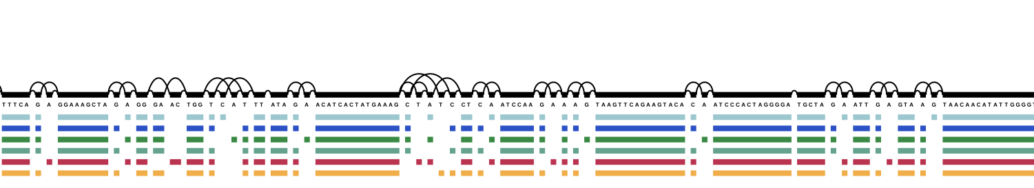 variant graph with vg viz and Inkscape - random region