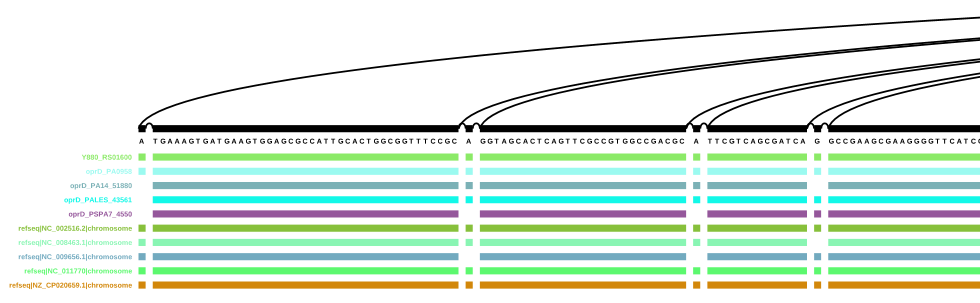 Start of the vg viz representation of a sub-graph with all oprD paths